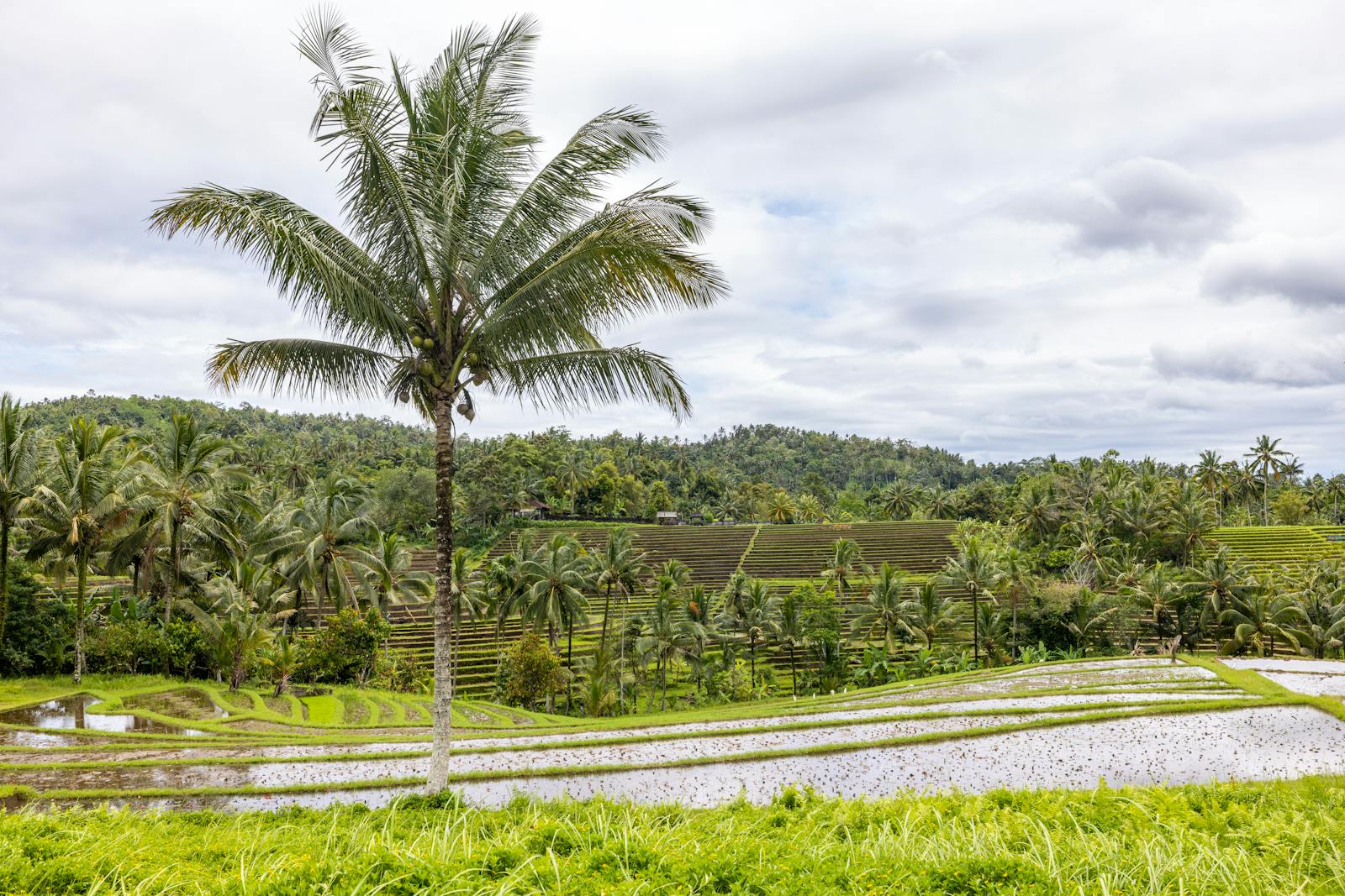Freshly harvested oil palm fruit at a West African mill