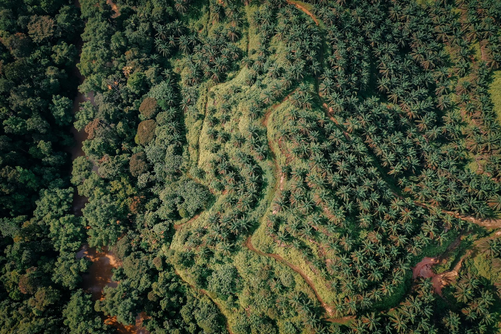 West African palm plantation at dawn
